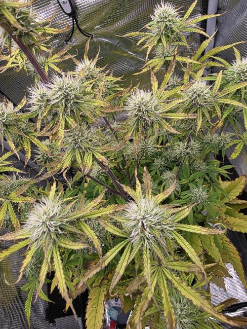 Critical. Week 8