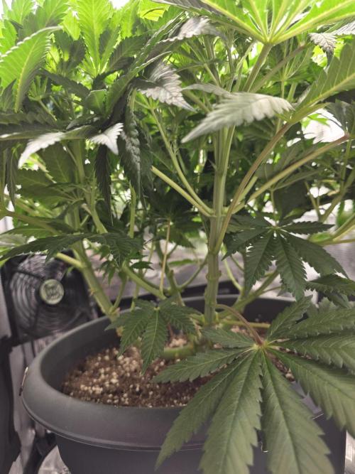 Biscotti. Week 7