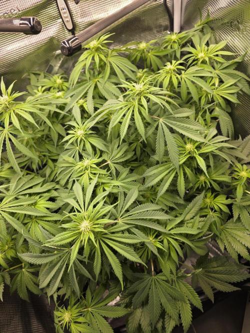 Biscotti. Week 8