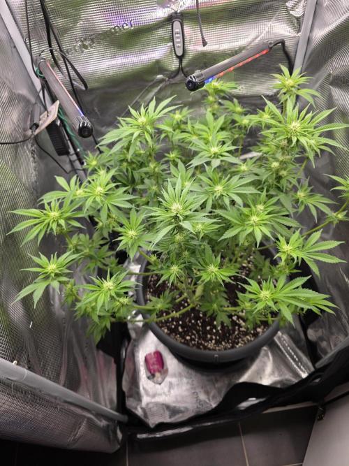 Biscotti. Week 8