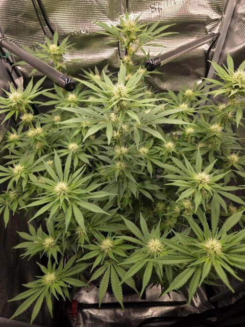 Biscotti. Week 9