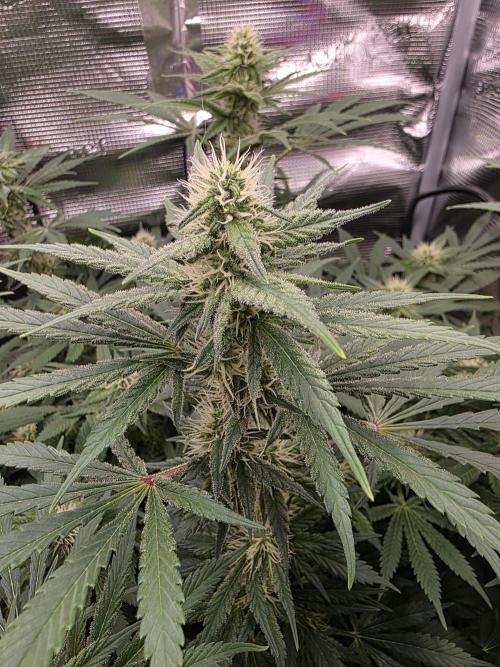 Biscotti. Week 10
