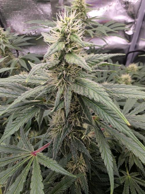 Biscotti. Week 11