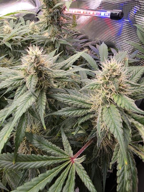 Biscotti. Week 12