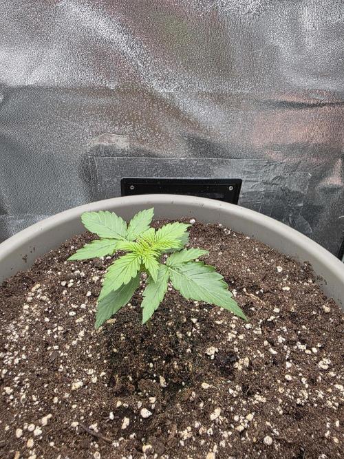 Milky Way F1. Week 1