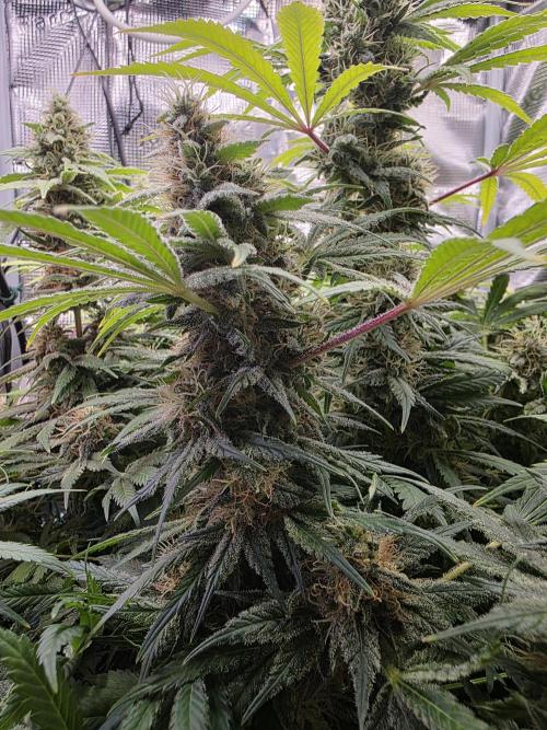 Biscotti. Week 13