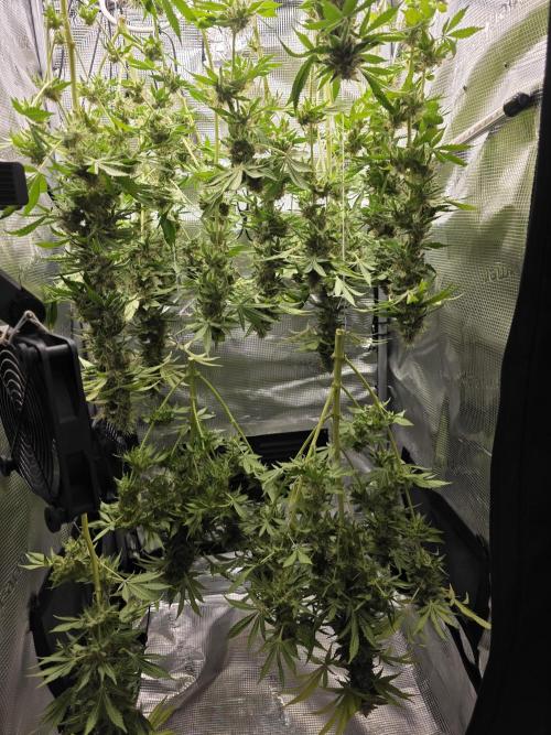 Biscotti. Week 14