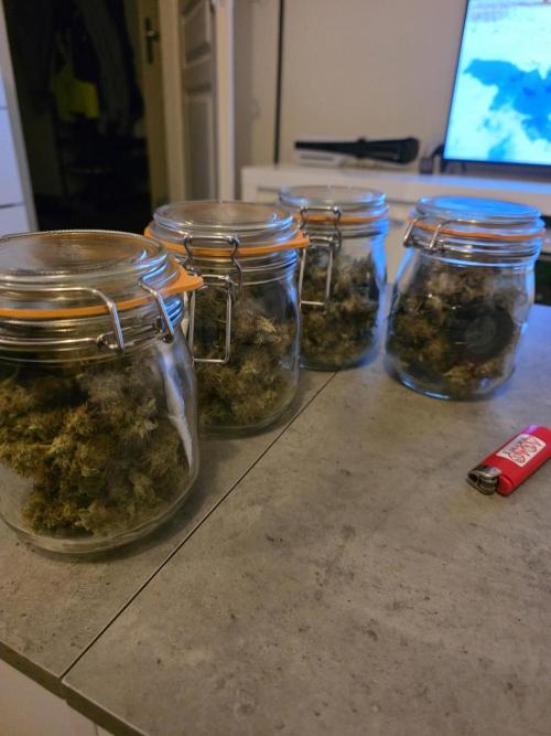 Biscotti. Week 14