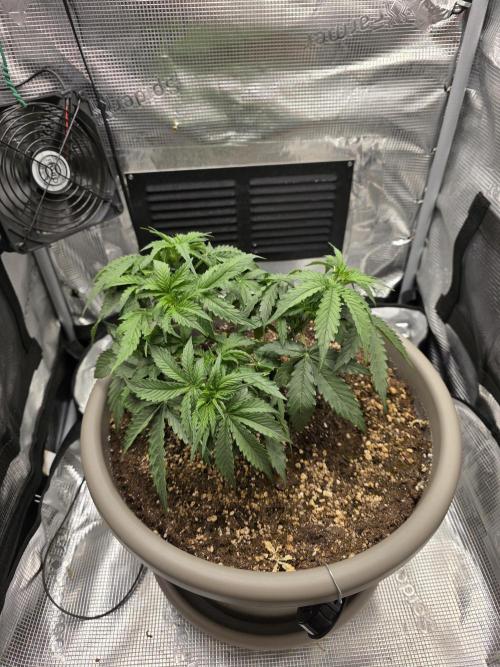 Milky Way F1. Week 3