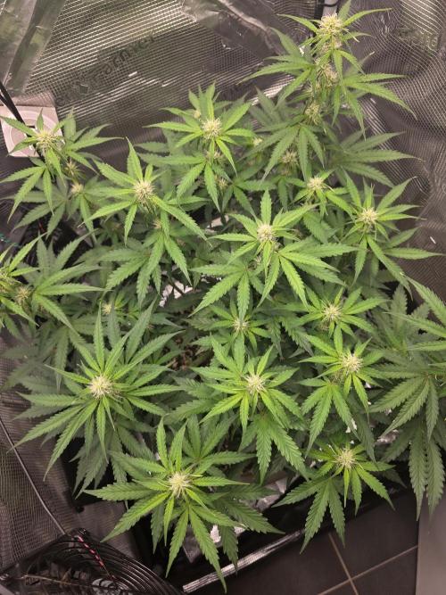 Milky Way F1. Week 5