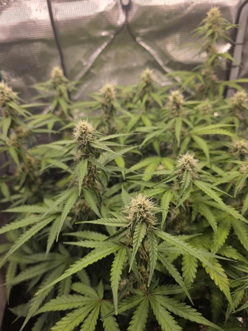 Milky Way F1. Week 6