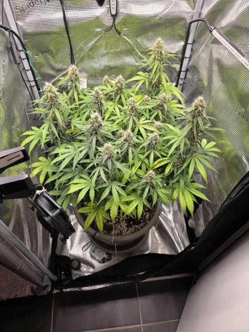 Milky Way F1. Week 7