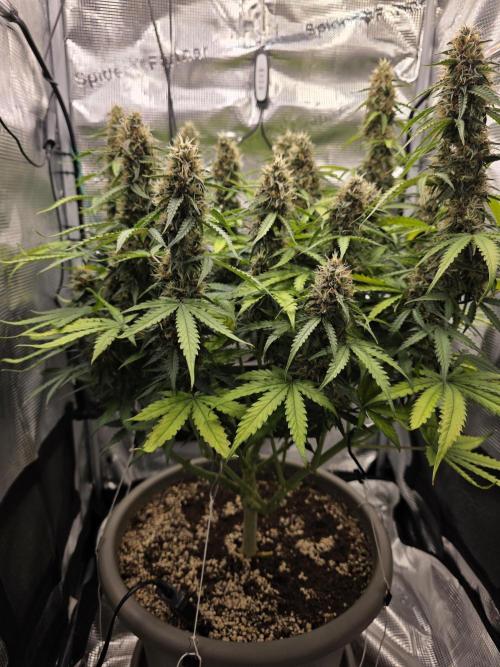 Milky Way F1. Week 8