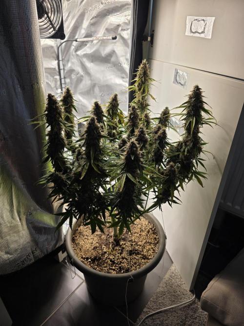 Milky Way F1. Week 9