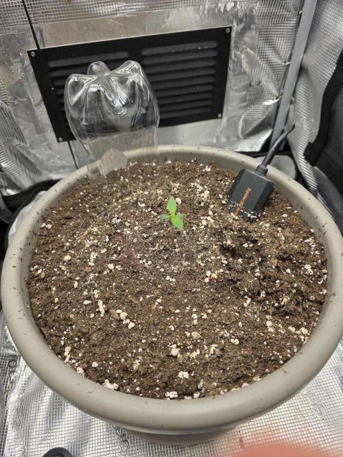 Wedding Cake Auto. Week 0