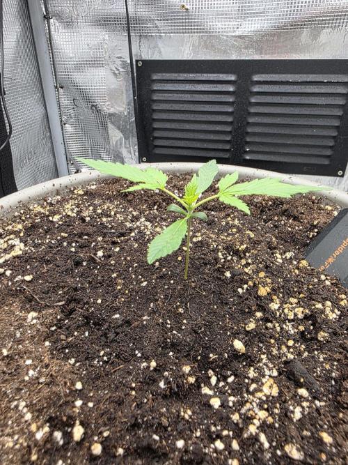 Wedinng cake auto. Week 1