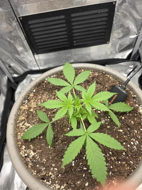 Wedding Cake Auto. Week 2