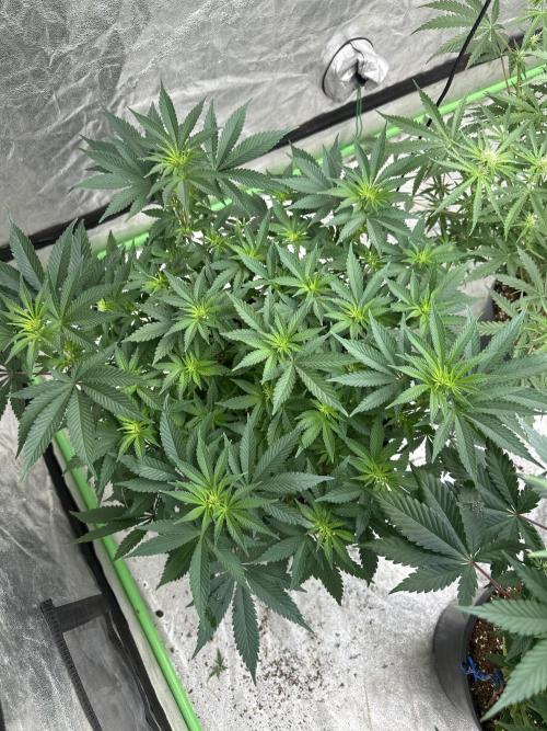 Papaya Sherbet. Week 1