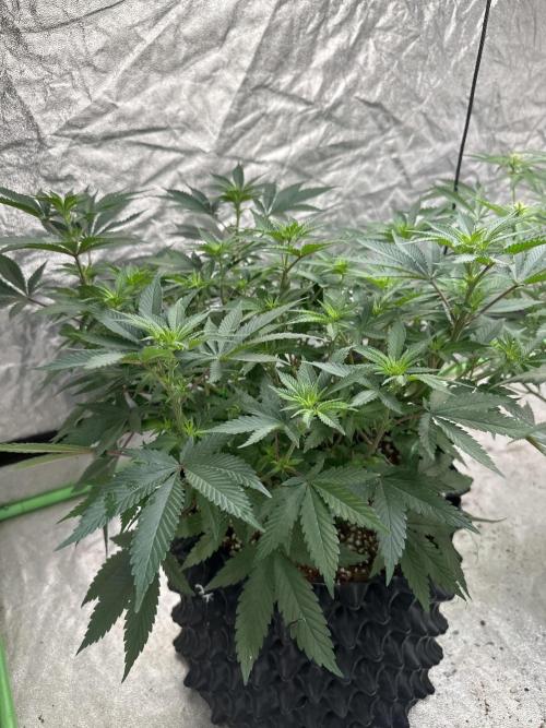 Papaya Sherbet. Week 1