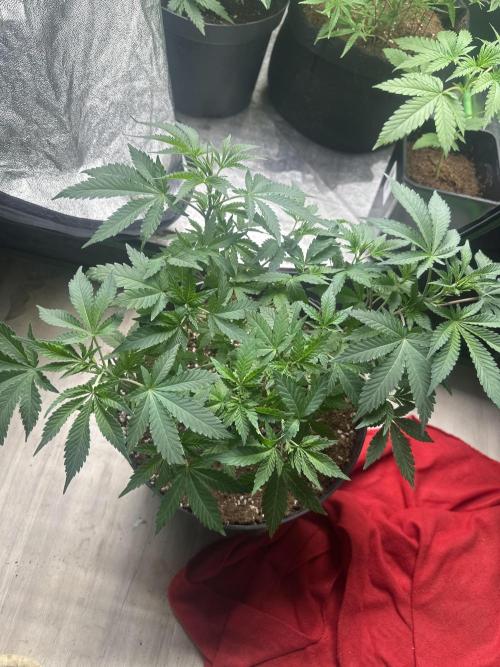 Orange Sherbet FF. Week 3