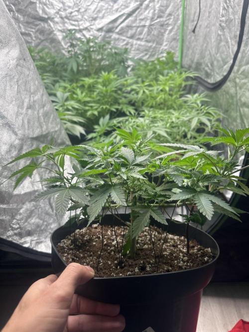 Orange Sherbet FF. Week 3