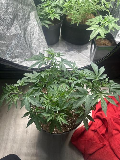 Orange Sherbet FF. Week 3