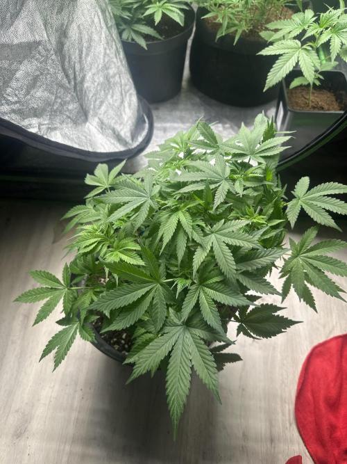 Gorilla Cookies FF. Week 5