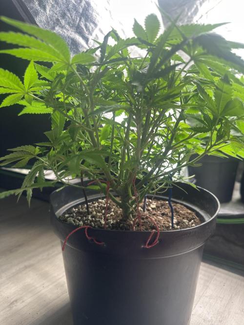 Gorilla Cookies FF. Week 5