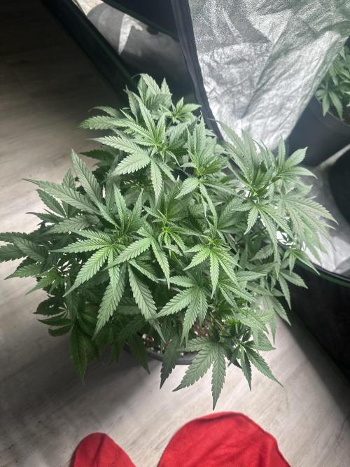 Wedding Cheesecake FF. Week 5