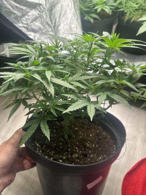 Wedding Cheesecake FF. Week 5