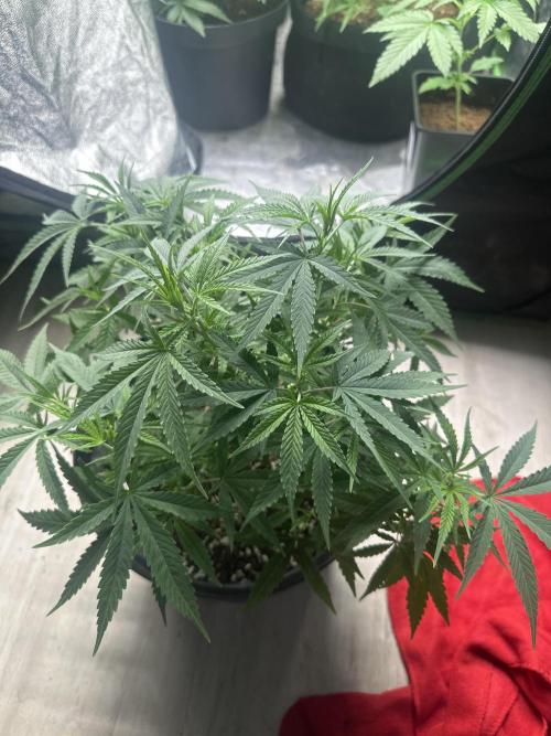 Papaya Sherbet. Week 5