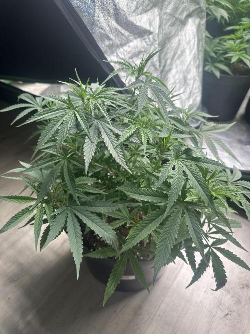 Papaya Sherbet. Week 5