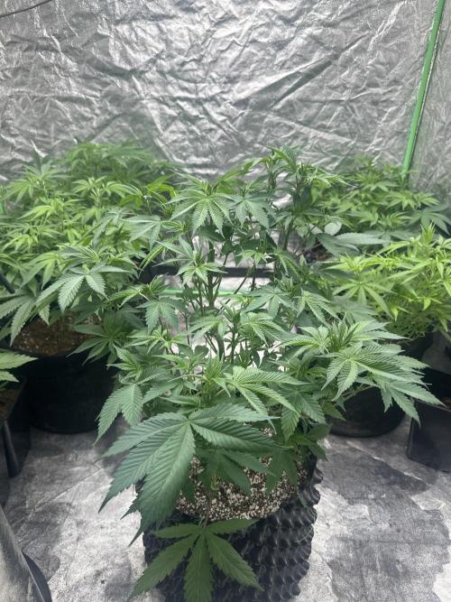 Gorilla Cookies FF. Week 6