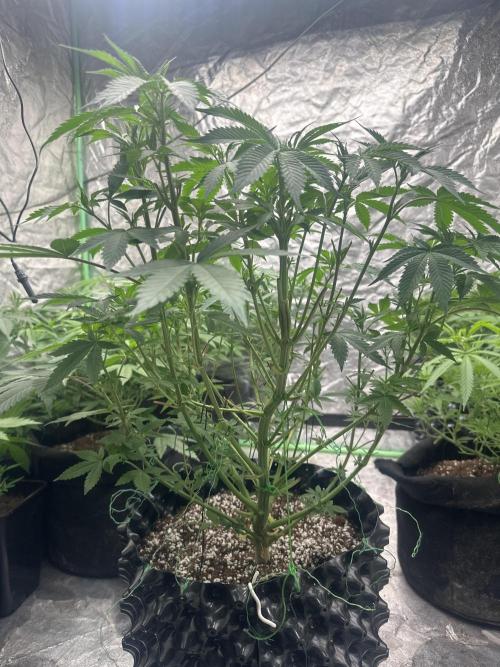 Gorilla Cookies FF. Week 6