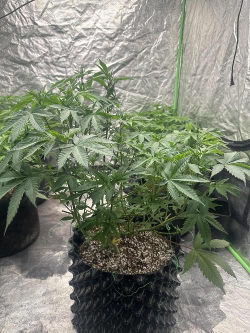 Gorilla Cookies FF. Week 6