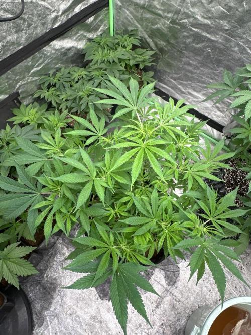 Purple Lemonade FF. Week 6