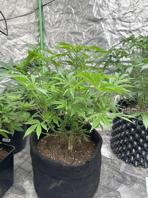 Purple Lemonade FF. Week 6