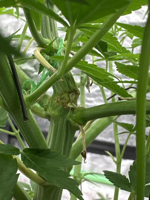 Purple Lemonade FF. Week 6