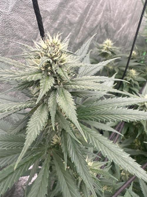 Tropicana Cookies FF. Week 4