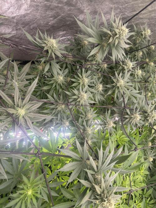 Tropicana Cookies FF. Week 4