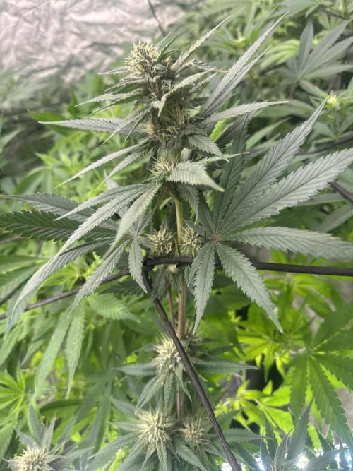 Tropicana Cookies FF. Week 4