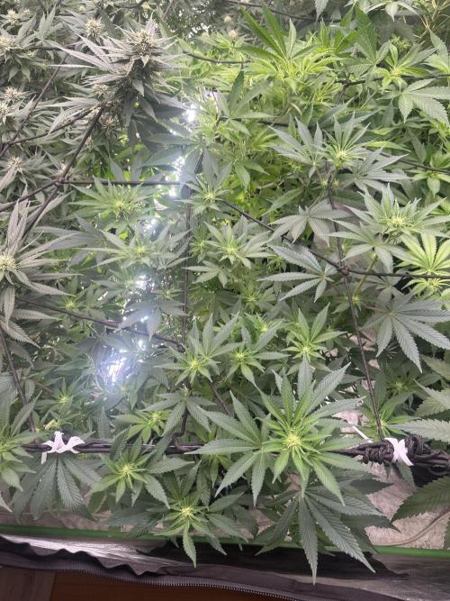 Papaya Sherbet. Week 2