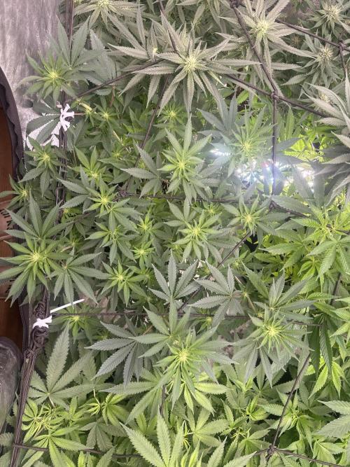 Papaya Sherbet. Week 2