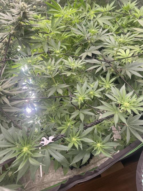 Papaya Sherbet. Week 2