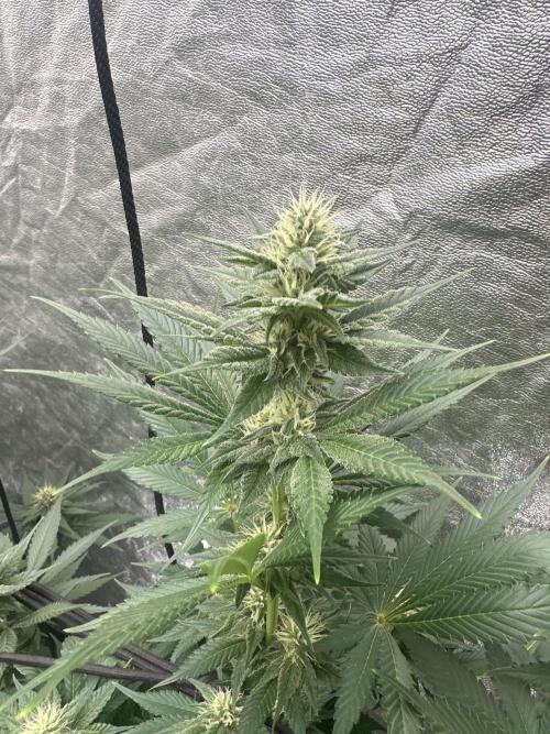 Lemonpaya. Week 4