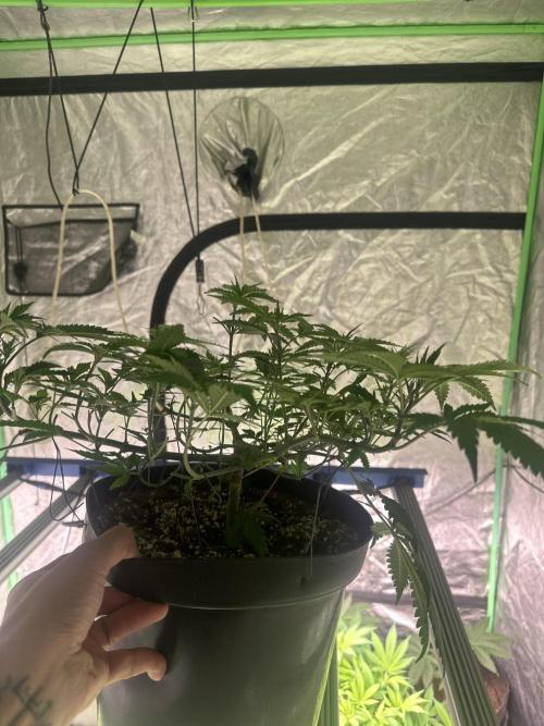 Orange Sherbet FF. Week 4