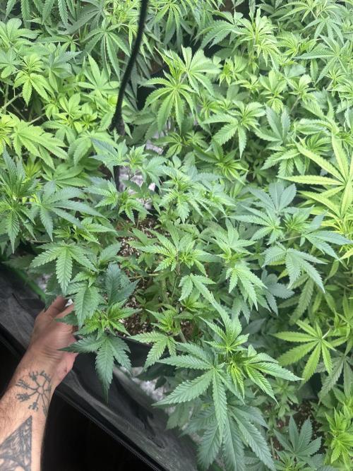 Orange Sherbet FF. Week 4