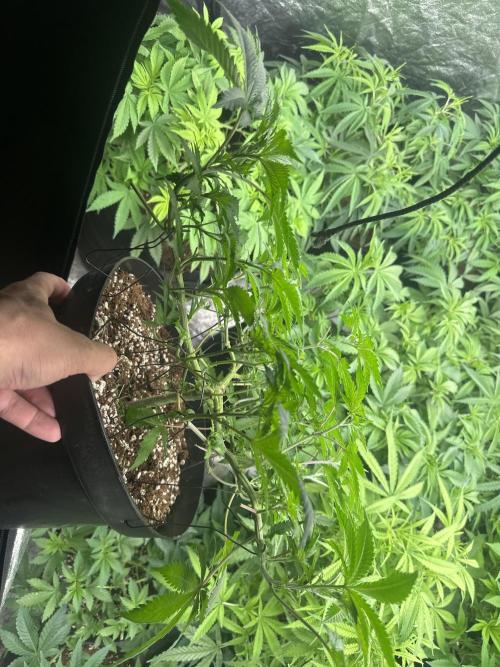 Orange Sherbet FF. Week 4