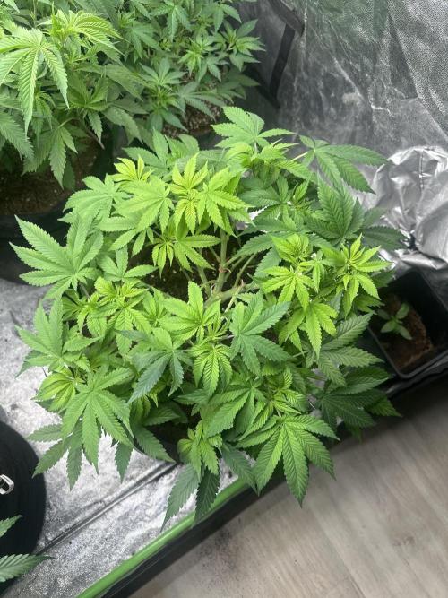 Gorilla Cookies FF. Week 6