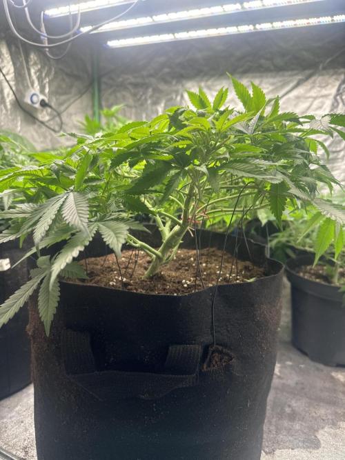 Gorilla Cookies FF. Week 6